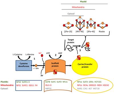 Differential Diel Translation of Transcripts With Roles in the Transfer and Utilization of Iron-Sulfur Clusters in Arabidopsis